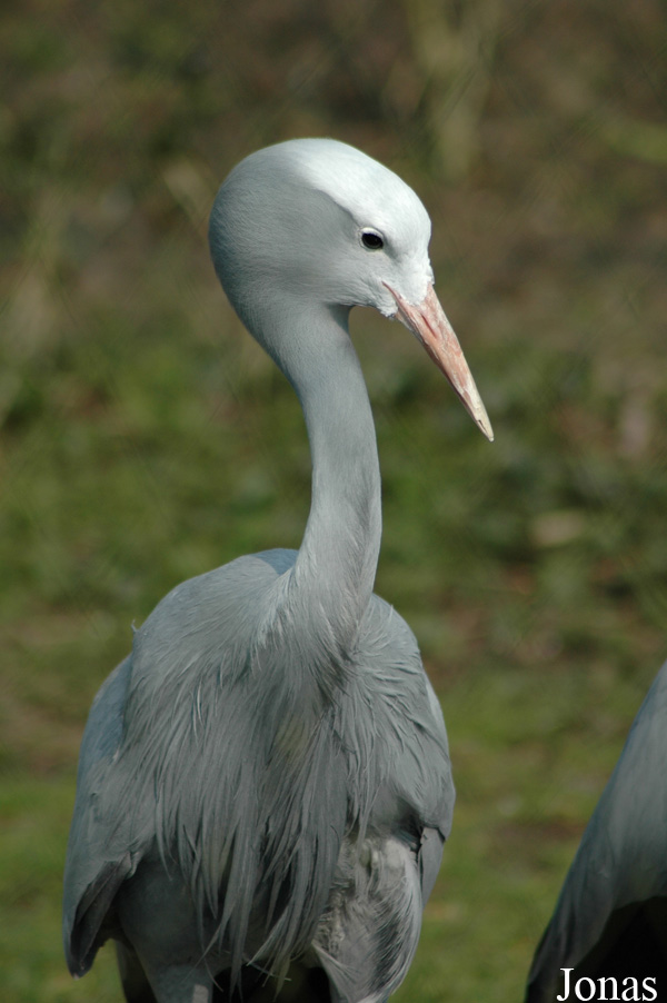 Anthropoides paradiseus