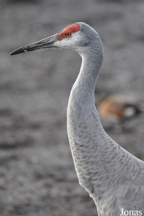 Antigone canadensis pratensis