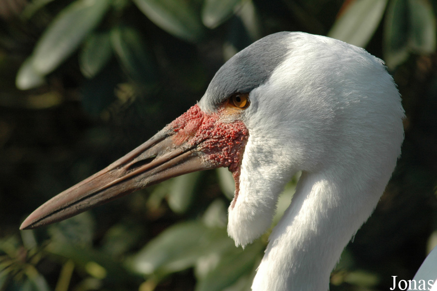 Bugeranus carunculatus