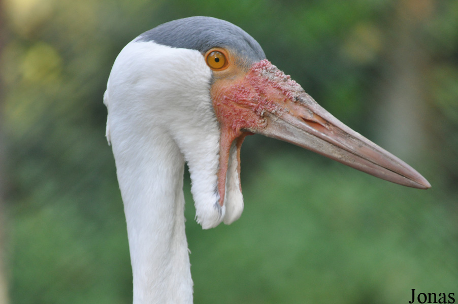 Bugeranus carunculatus