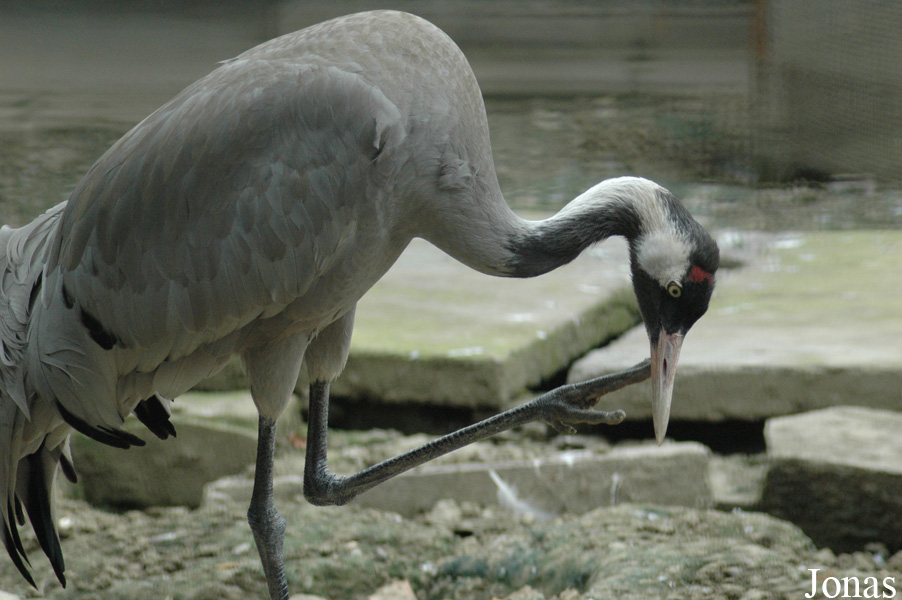 Grus grus
