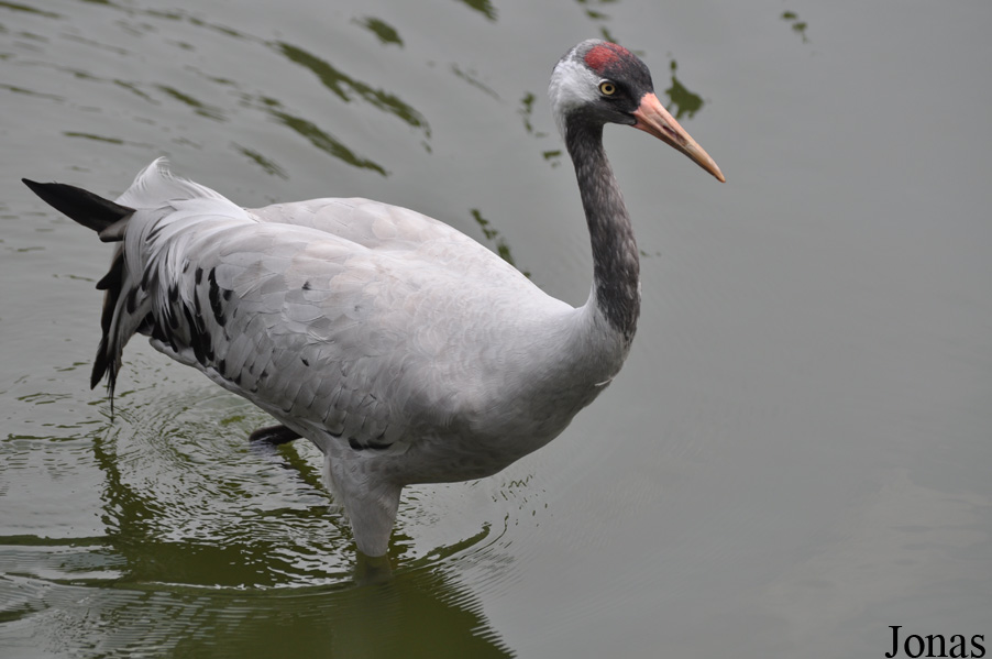 Grus grus