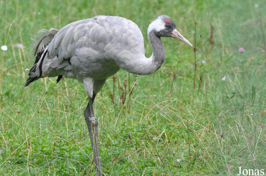 Grus grus
