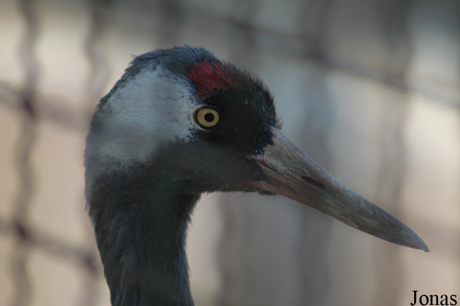 Grus grus