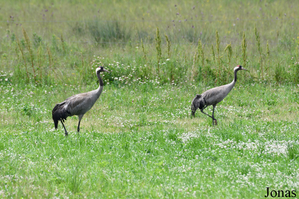 Žuvintas Biosphere Reserve