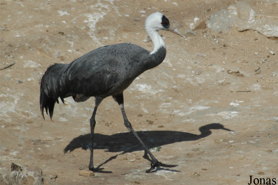 Grus monacha