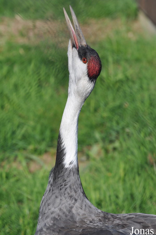 Grus monacha