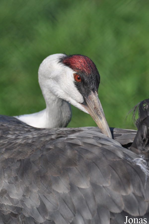 Grus monacha