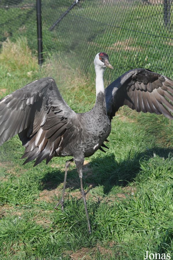 Grus monacha