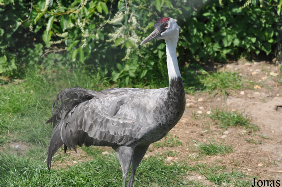 Grus monacha