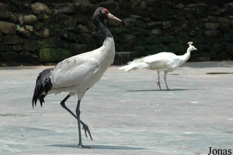 Grus nigricollis