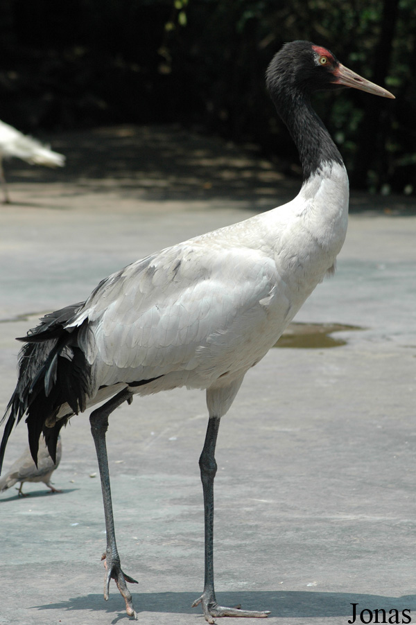Grus nigricollis