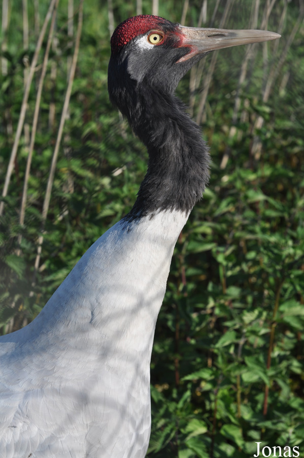Grus nigricollis