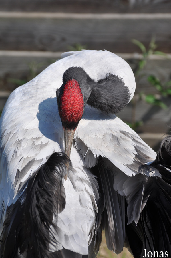 Grus nigricollis