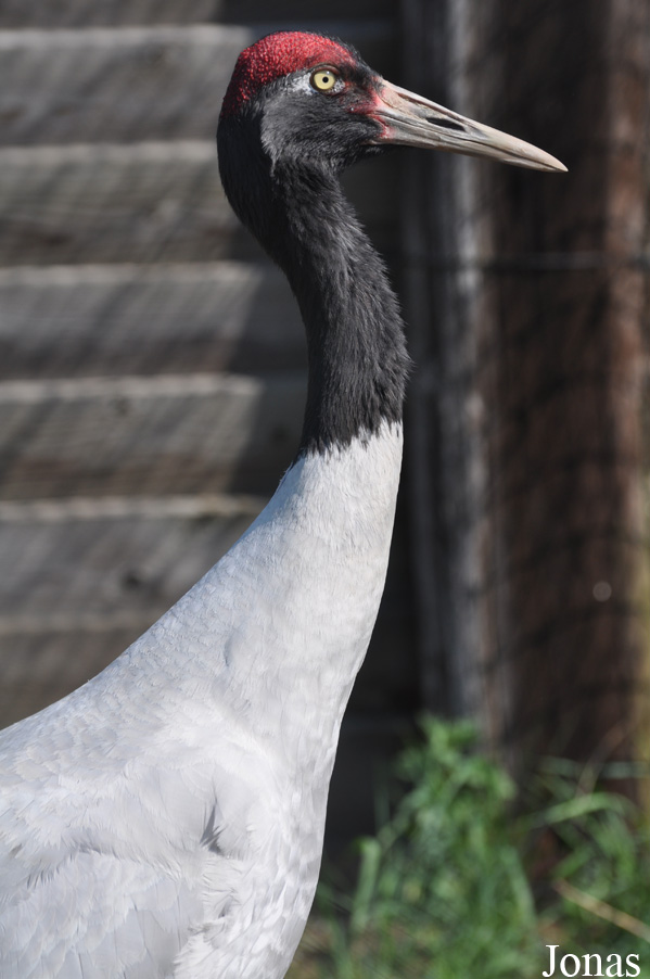 Grus nigricollis