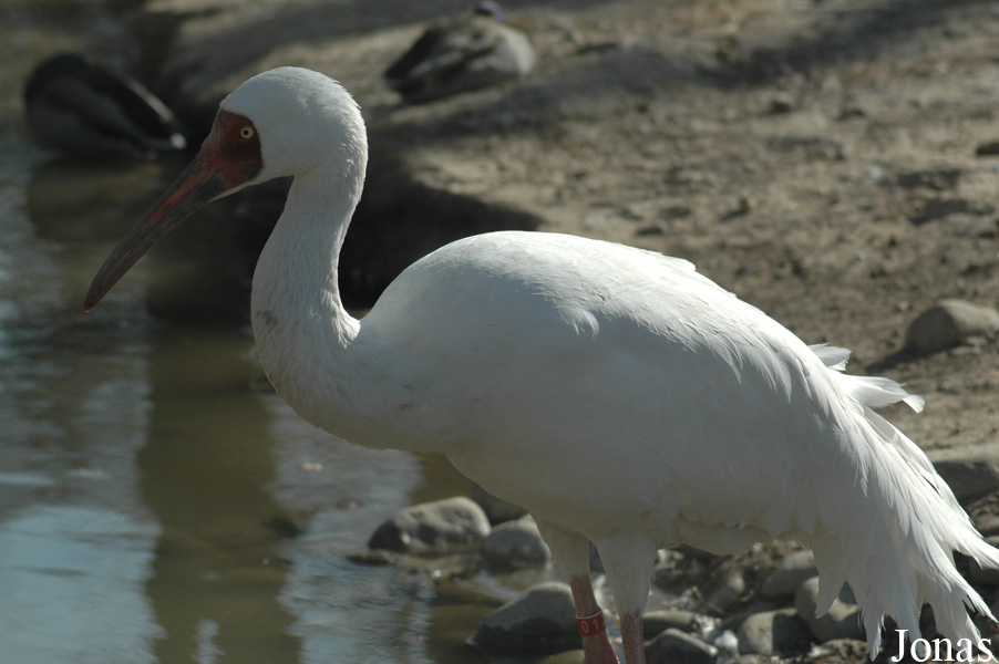 Leucogeranus leucogeranus