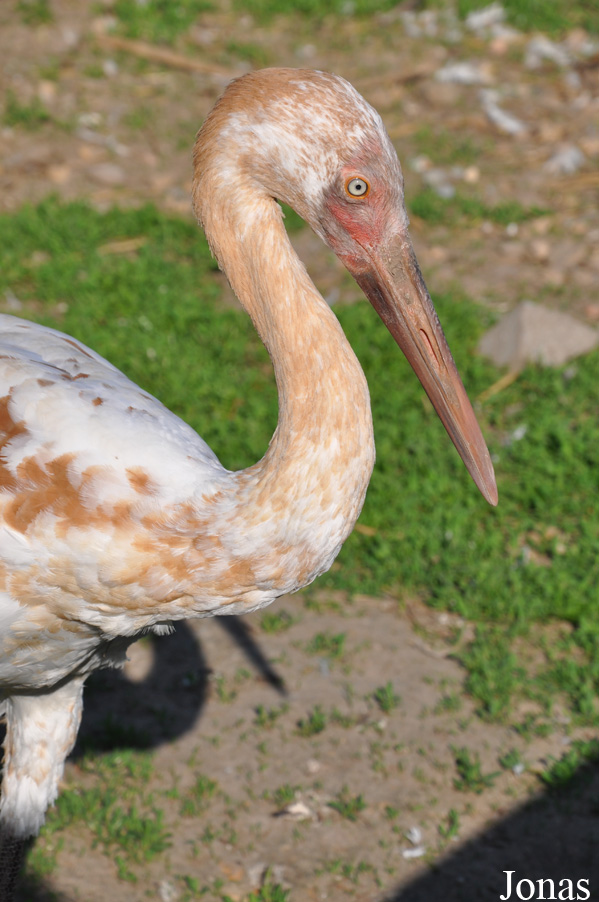Leucogeranus leucogeranus