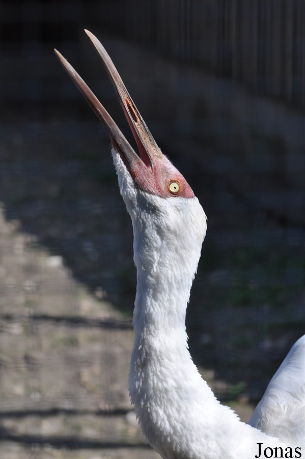 Leucogeranus leucogeranus