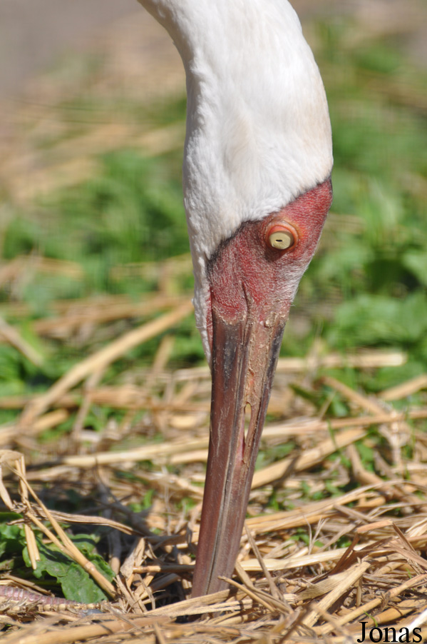 Leucogeranus leucogeranus