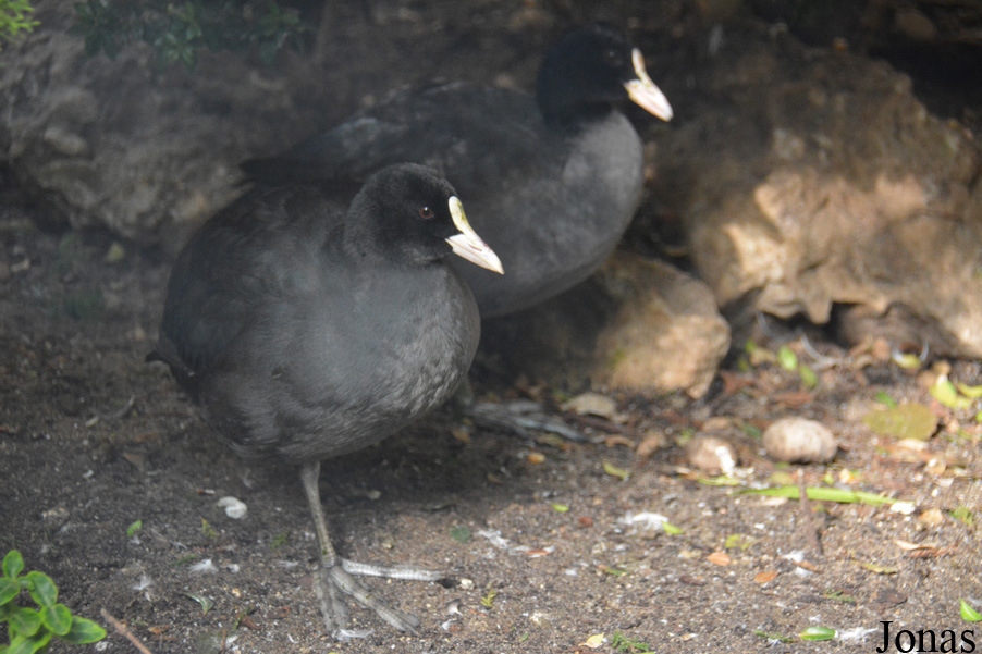 Fulica atra atra