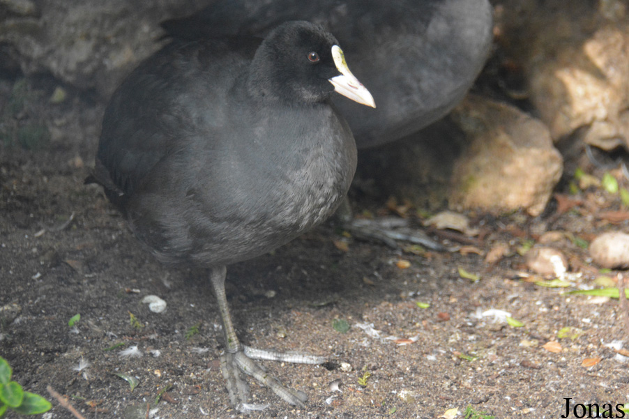 Fulica atra atra