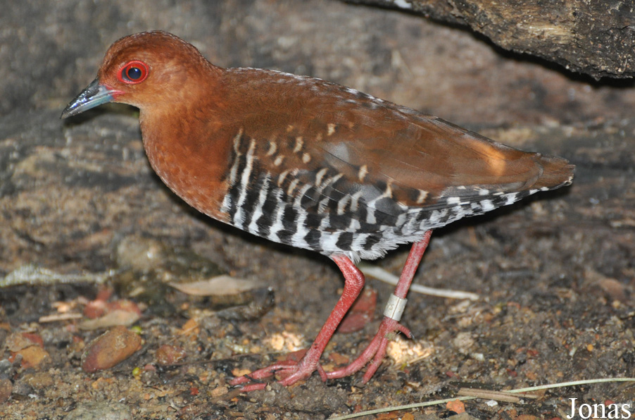 Rallina fasciata