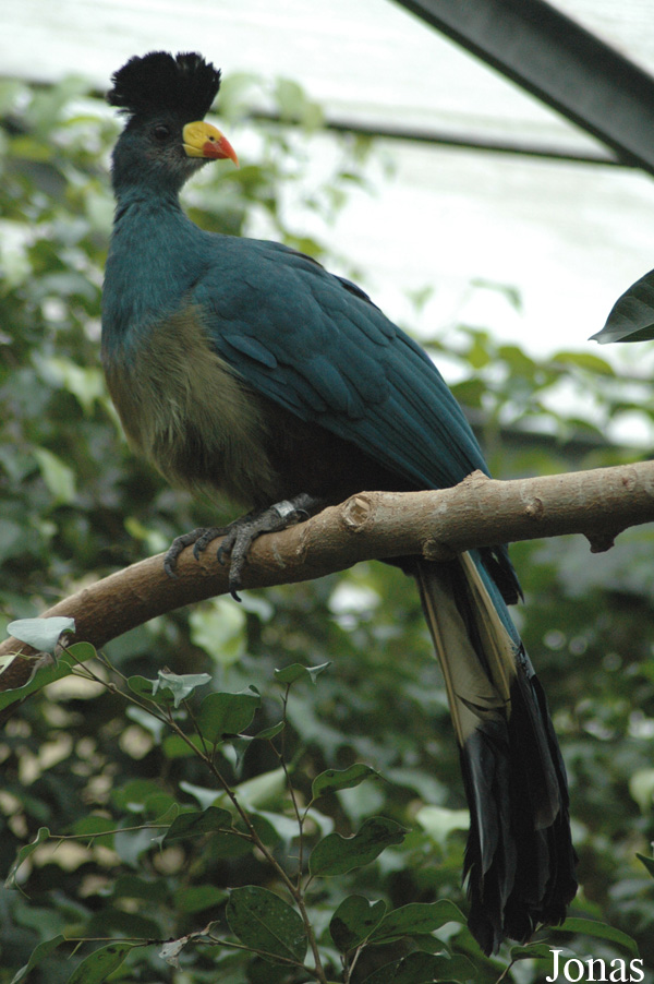 Corythaeola cristata