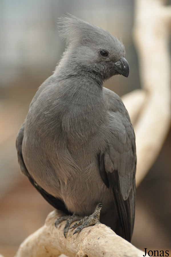 Corythaixoides concolor