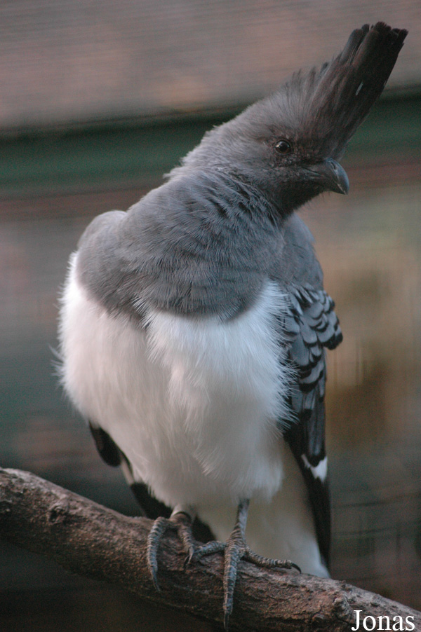 Corythaixoides leucogaster