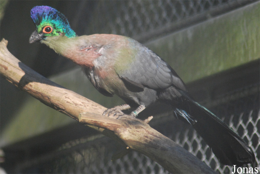 Gallirex porphyreolophus