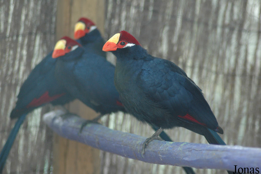 Musophaga violacea