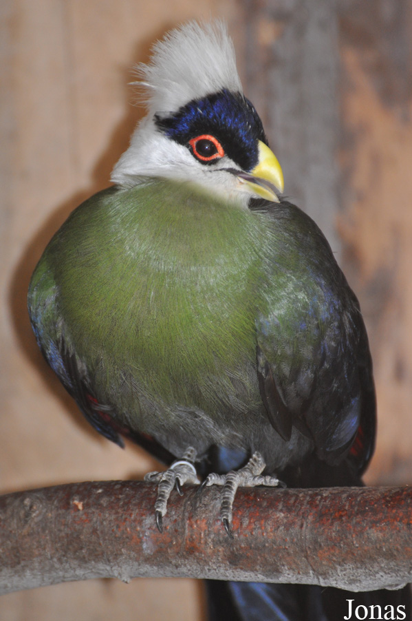 Tauraco leucolophus