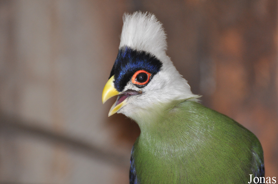 Tauraco leucolophus