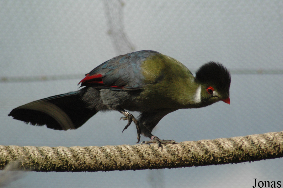 Tauraco leucotis