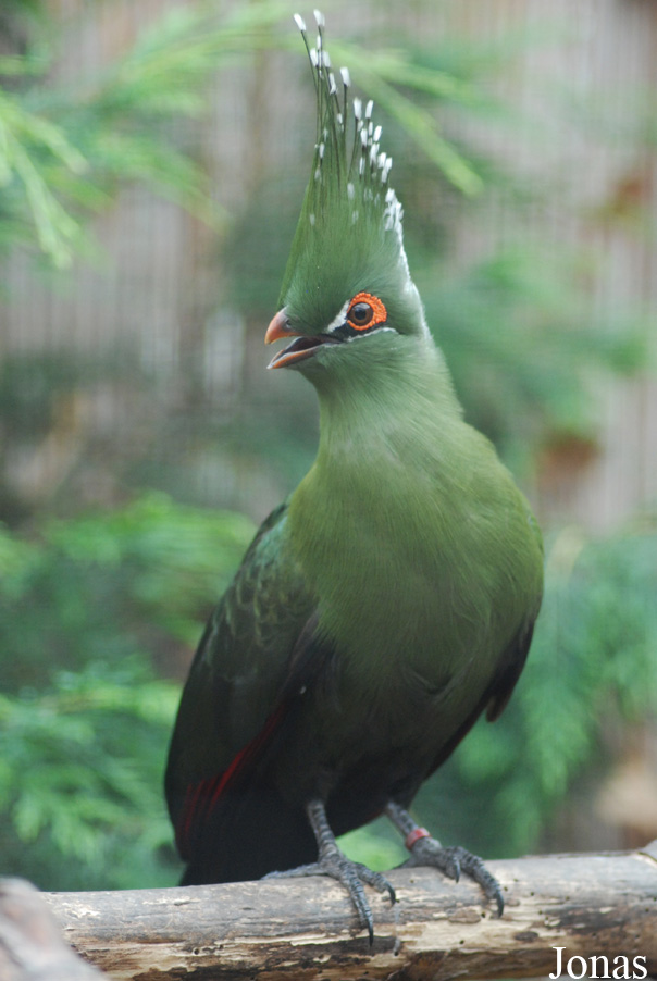 Tauraco schalowi