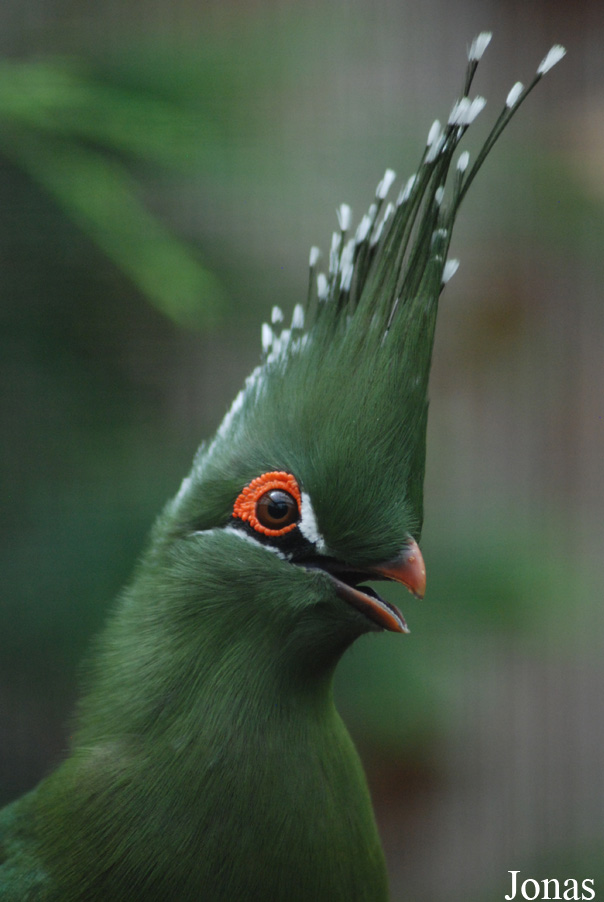 Tauraco schalowi
