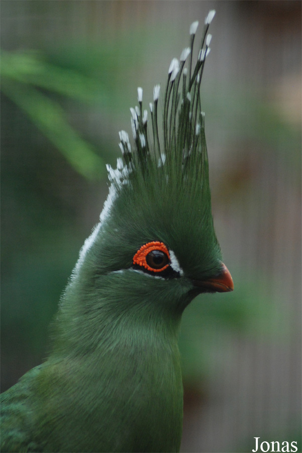 Tauraco schalowi