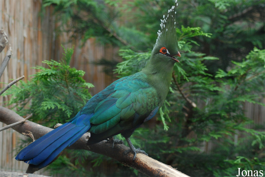 Tauraco schalowi
