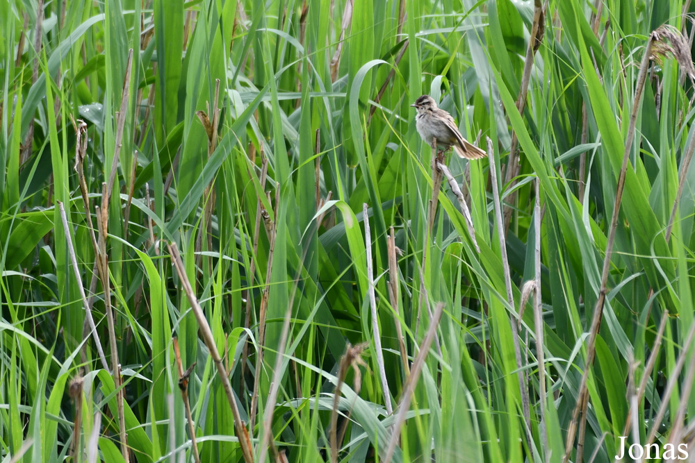 Žuvintas Biosphere Reserve