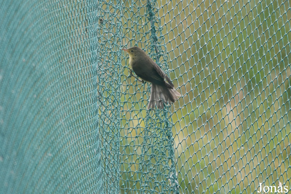 Nemuno Deltos Regioninis Parkas