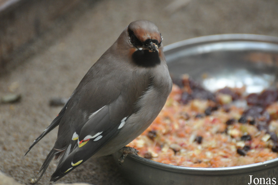 Bombycilla garrulus