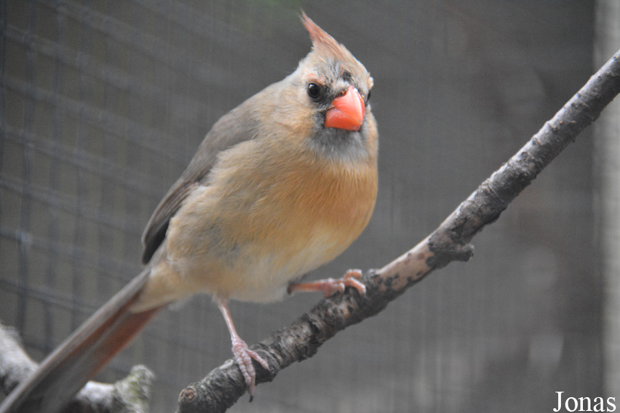 Cardinalis cardinalis