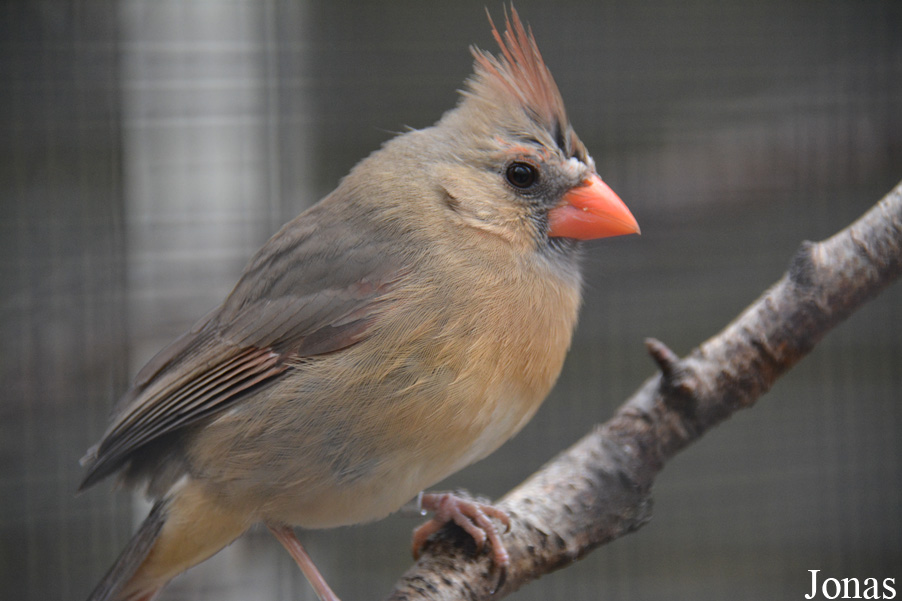Cardinalis cardinalis