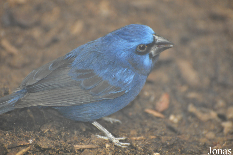 Cyanoloxia brissonii