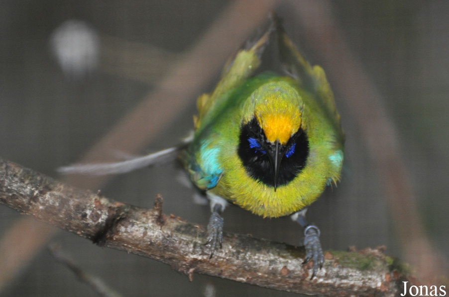 Chloropsis aurifrons