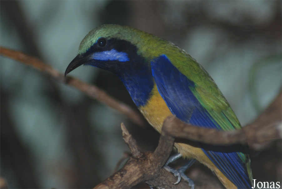 Chloropsis hardwickii