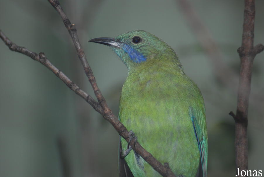Chloropsis hardwickii