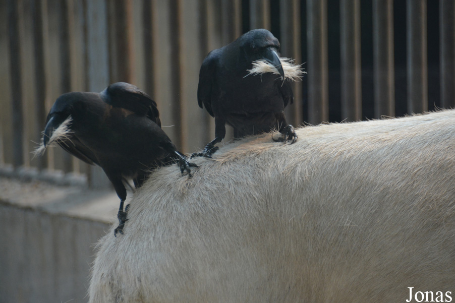 Corvus corone orientalis