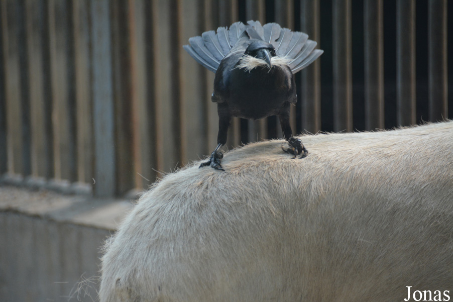 Corvus corone orientalis