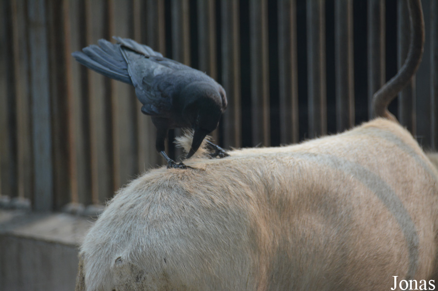 Corvus corone orientalis